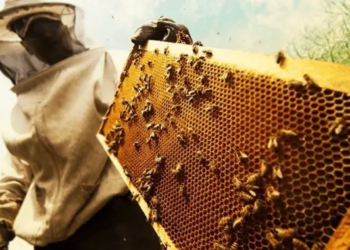 Euclides da Cunha terá observatório para monitorar causa de mortes de abelhas na região; MP conduz processo