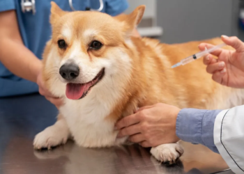 Campanha de Vacinação Antirrábica em Cães e Gatos segue nesse fim de semana