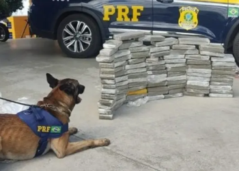 Com cão farejador, PRF encontra 89 kg de maconha em ônibus que passava por Conquista