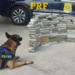 Com cão farejador, PRF encontra 89 kg de maconha em ônibus que passava por Conquista