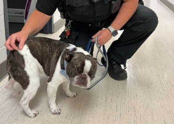 Tutora abandona cão em aeroporto dos EUA por não poder levá-lo no avião