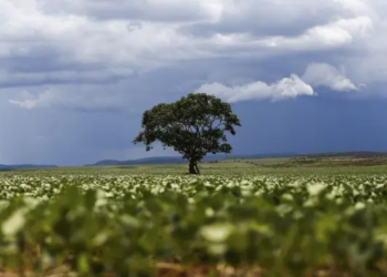 Brasil atinge recorde na produção de grãos e Bahia tem duas cidades entre as três maiores produtoras de soja