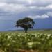 Brasil atinge recorde na produção de grãos e Bahia tem duas cidades entre as três maiores produtoras de soja