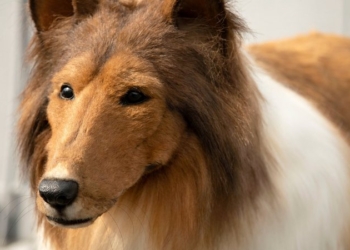 Japonês que desembolsou R$ 72 mil para virar cão revela querer uma fêmea: “gostaria de conhecê-la”