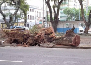 Moradores criticam prefeitura por falta de manuteção e podagem incorreta de árvores