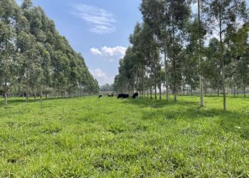 Senado exclui agropecuária do mercado de carbono e texto vai à Câmara
