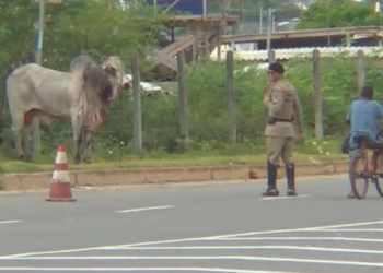 Boi é atropelado por carro e persegue homem na Orlando Gomes