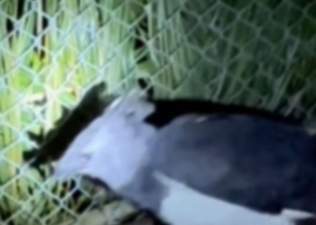 Raro animal em extinção é recebido no Zoológico de Salvador