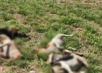 Corpos de cachorros são encontrados às margens de rodovia no Extremo Oeste baiano