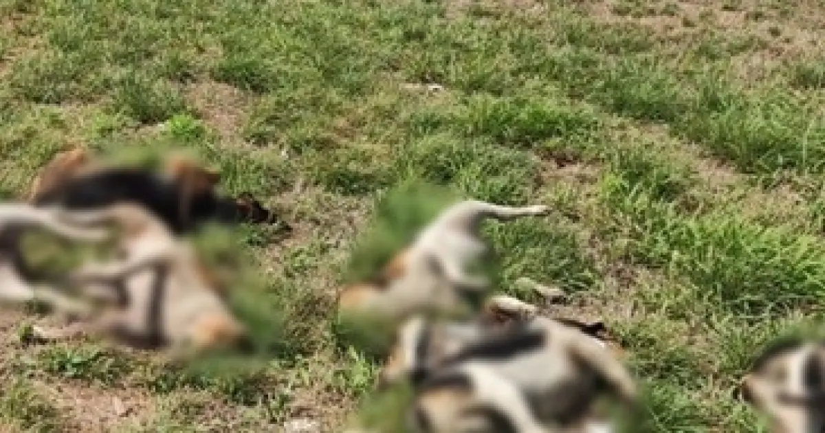 Corpos de cachorros são encontrados às margens de rodovia no Extremo Oeste baiano