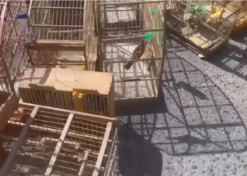 Polícia ambiental resgata 300 aves silvestres em Camaçari