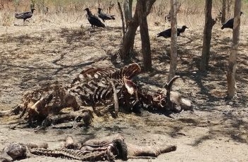 Medidas para enfrentar efeitos da seca são apresentadas na Alba