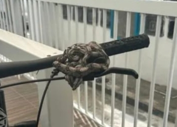 Jiboias enroladas em bicicleta são resgatadas em condomínio no Cabula V