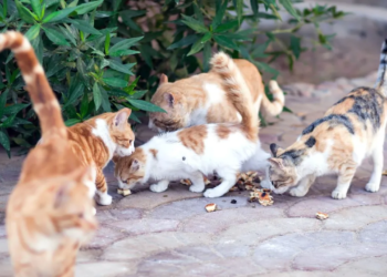 Secis não tem data definida para retirar gatos de ‘colônia’ em Piatã