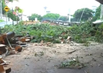 Árvore cai e bloqueia acesso na Estação da Lapa; confira