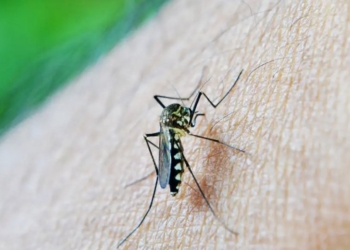 Brasil ultrapassa meio milhão de casos prováveis de dengue