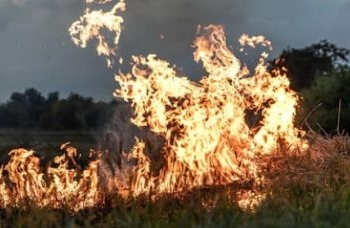 Área queimada no Brasil cresce 248% em relação a janeiro de 2023