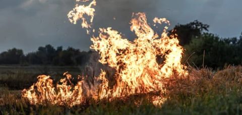 Área queimada no Brasil cresce 248% em relação a janeiro de 2023