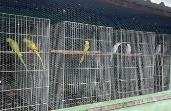 Polícia Federal realiza operação em combate ao tráfico de animais em Salvador