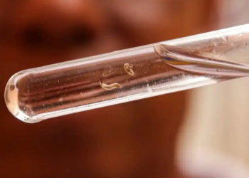 Brasil ultrapassa 1,5 milhão de casos de dengue em 2024; mais de 390 mortes foram registradas pela doença