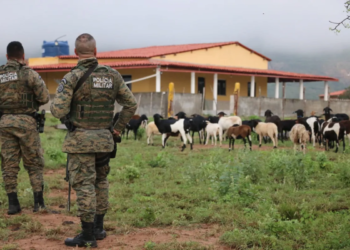 Polícia encontra roça de maconha em sítio usado para criar cabra; veja