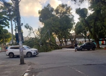 Árvore cai, derruba poste e complica trânsito no Largo do Campo Grande