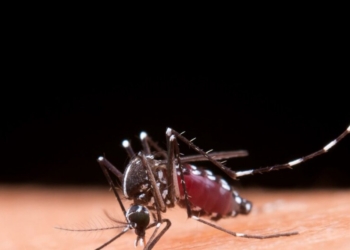 Dengue: Bahia registra 23 mortes em decorrência da doença