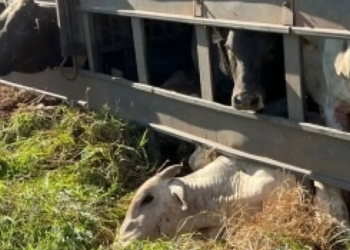 Caminhão boiadeiro tomba e animais morrem em acidente no Extremo Oeste baiano
