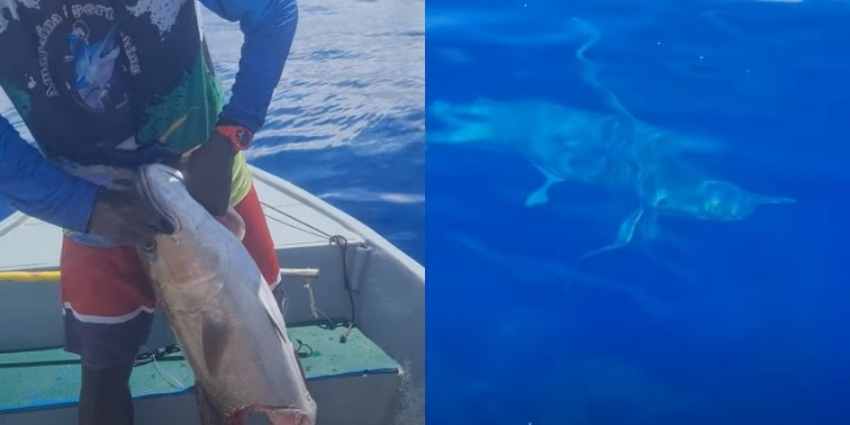 Pescadores são surpreendidos por tubarão em Amaralina