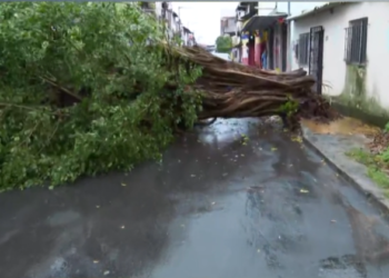 Árvore cai e bloqueia rua no bairro de Castelo Branco durante temporal