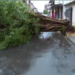 Árvore cai e bloqueia rua no bairro de Castelo Branco durante temporal