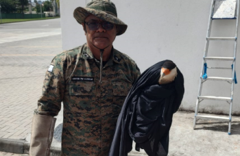 Gavião-carcará é resgatado pela PM em área de difícil acesso em Pirajá