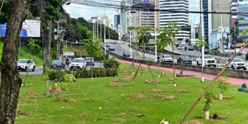Prefeitura de Salvador inicia plantio de mais de 1 mil mudas de árvores na Avenida ACM
