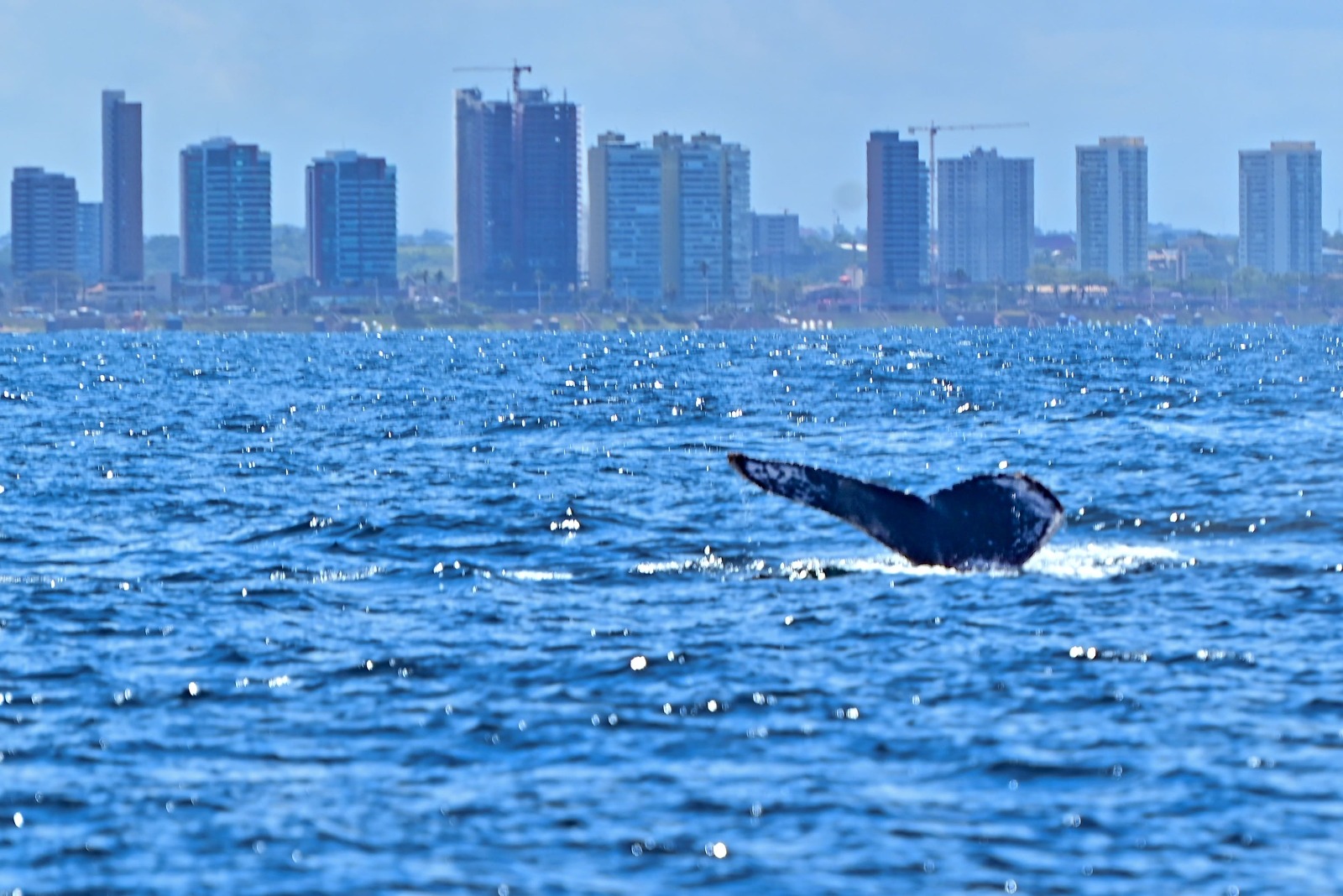 Prefeitura lança temporada das baleias-jubarte e fortalece Salvador como destino do turismo de natureza